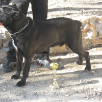 Photo de profil de Marte dell'antico cerberus dit 