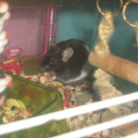 Photo de profil de Tutu