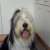 Photo de Dalaï, Bearded Collie