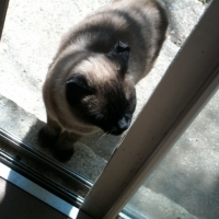 Photo de profil de Mamie-chat