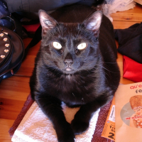 Photo de profil de Baghera