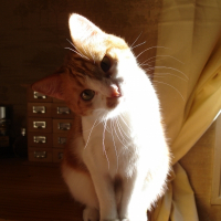 Photo de profil de Biscotte