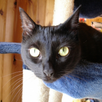 Photo de profil de Chipie