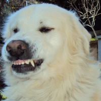 Photo de profil de Junior