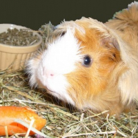 Photo de profil de Crazy