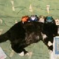 Photo de profil de Tellus