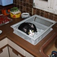 Photo de profil de Dyonisos