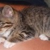 Photo de profil de Ethlios