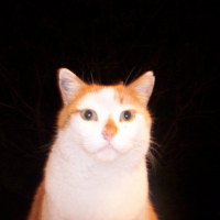 Photo de profil de Biscotte