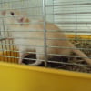 Photo de Ziggy