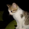 Photo de Etincelle