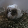 Photo de Ticoton 