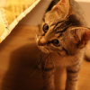 Photo de Awena