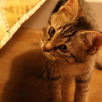 Photo de profil de Awena