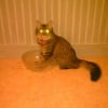 Photo de Etoile, Maine Coon