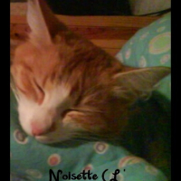 Photo de profil de Noisette