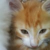 Photo de Pompom