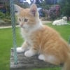 Photo de Caramel
