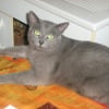 Photo de Grisette