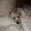 Photo de Stella