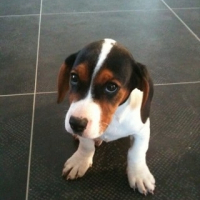 Photo de profil de Bandit