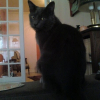 Photo de Mister, Angora Turc