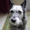 Photo de Single, Schnauzer