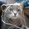 Photo de Kitty