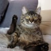 Photo de Dobby, Maine Coon