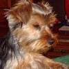 Photo de Ducky