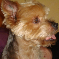 Photo de profil de Rocky