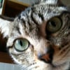 Photo de Misty