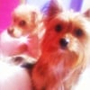 Photo de Kouki