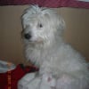 Photo de Chikita