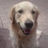 Photo de Crystal, Golden Retriever