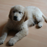 Photo de profil de Forest