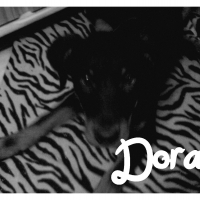 Photo de profil de Dora