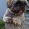 Photo de Dallas ( dalox des marais de courmont ), Lhassa Apso