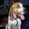 Photo de Sindy, Beagle-Harrier