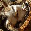 Photo de Citrouille