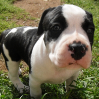 Photo de profil de Safira
