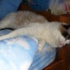 Photo de Cristina, Ragdoll
