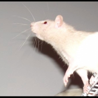 Photo de profil de Kiara