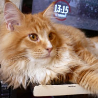 Photo de profil de Elvis