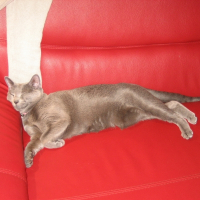 Photo de profil de Kimiko