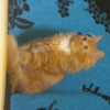 Photo de Nemo