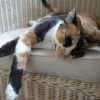 Photo de Minette