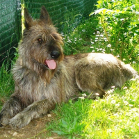 Photo de profil de Brigand