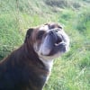 Photo de Roswell, Bulldog Anglais
