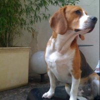 Photo de profil de Damoclès